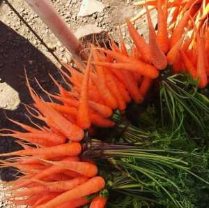 Benefits of Carrot in Hindi