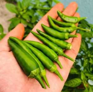 Benefits of Green Chilli in Hindi