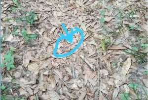 Find the snake in this viral image