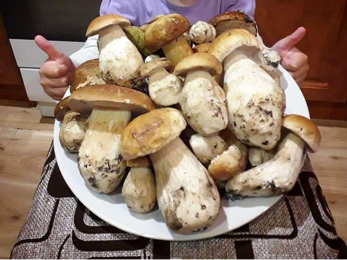 health benefits of eating mushroom can help control your diabetes