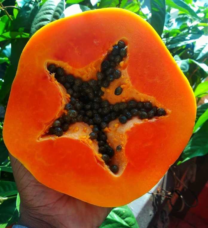 Benefits Of Papaya In Hind