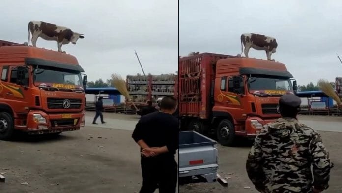 The cow came out of the container and directly reached the roof, what happened after that will not be sure