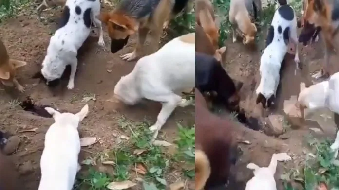 When the dog died, fellow dogs performed the last rites, everyone was surprised to see the video, watch the video