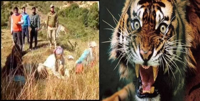 Village women going to cut grass under the supervision of SOG due to fear of man-eating tiger in Almora