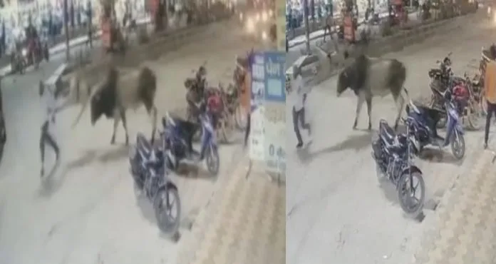 The bull attacked the jawan doing duty from behind, threw him in the air and slammed him on the ground.