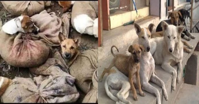 Ultrasound machine installed for dogs and cats in Ghaziabad