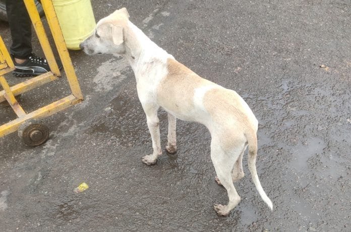 Stray dogs bitten female SDM in Ghaziabad