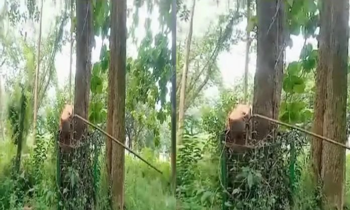 Red sandalwood tree stolen from Dehradun FRI campus