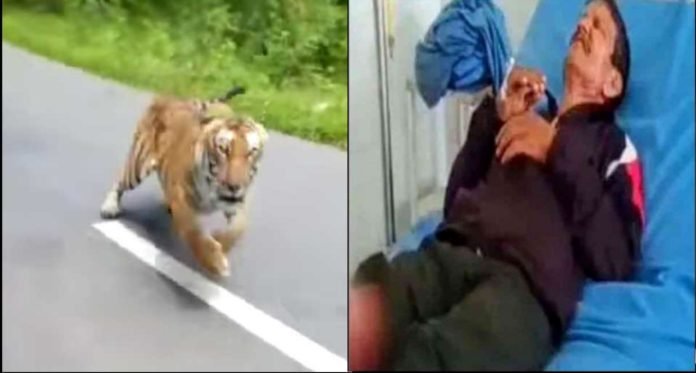 Picsart_22-09-23_11-56-50-621 In Udham Singh Nagar, a tiger attacked two ex-servicemen going to the canteen, both were badly injured