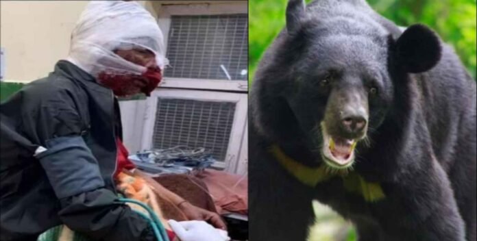 Bear attacked a young man grazing sheep in Bageshwar