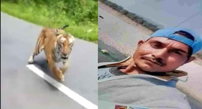 Tiger attacked Nafees who was drinking on the roadside in Ramnagar Corbett Park range