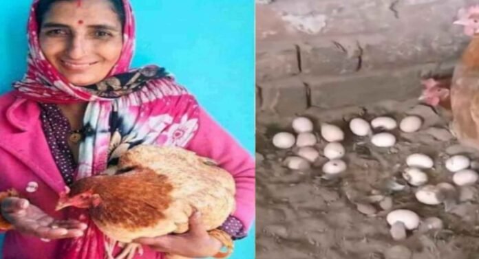 Hen laid 31 eggs in a single day in Almora