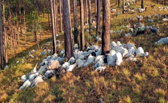 350 goats died due to lightning in Uttarkashi 350 goats died due to lightning in Uttarkashi