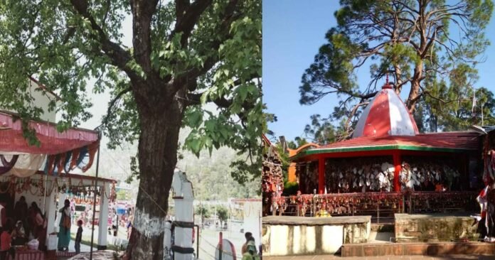 Miracle of Golu Devta in Uttarakhand, dry tree turns green for 15 years Miracle of Golu Devta in Uttarakhand, dry tree turns green for 15 years