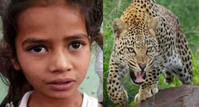In Uttarakhand 8 years old Nazia saved her brother's life from leopard