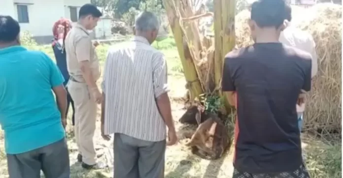 Sexual assault with cow in lalkuan uttarakhand