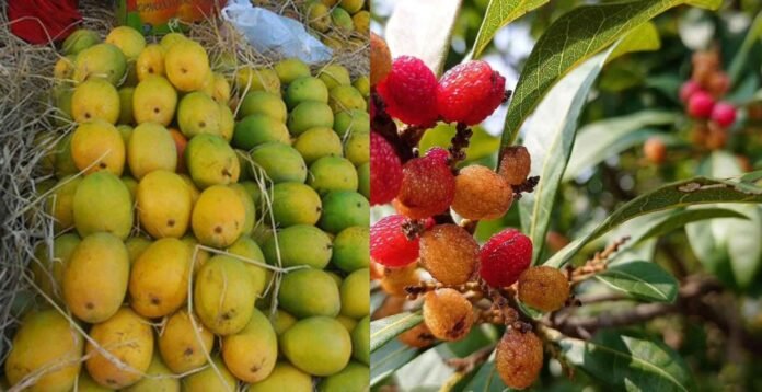 Mountain fruit kafal is being sold in the market for 400 rupees