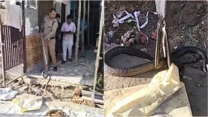 Cobra snake bitten brother and sister playing inside the house