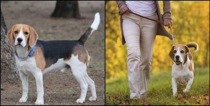 Noc will have to be taken from the neighbors to have a dog in Dehradun