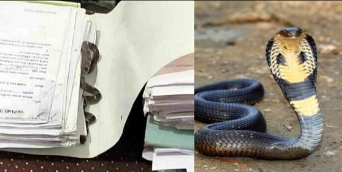Snake bites employee in Dehradun Secretariat