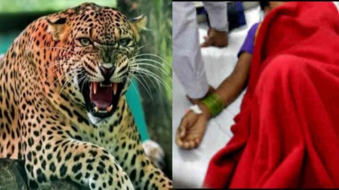 Leopard cub attacks 16-year-old girl in Bageshwar