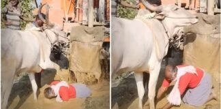 बोरिंग के दोरान खेत से पानी निकलते ही किसान ने छुए बेल के पैर बेल ने भी आशीर्वाद देने के लिए अपना पैर उसके पीठ पर रख दिया। As soon as the water came out of the field during the boring, the farmer touched the feet of the vine. The vine also put its foot on his back to bless.