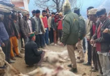 चकराता में गुलदार का आतंक! गौशाला में घुसकर 19 बकरियों को उतारा मौत के घाट, इलाके में दहशत Leopard terrorizes Chakrata! It enters a cowshed and kills 19 goats, spreading panic in the area.