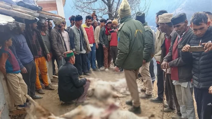 Leopard terrorizes Chakrata! It enters a cowshed and kills 19 goats, spreading panic in the area.