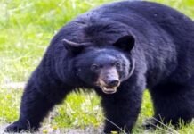 चमोली में भालू का आतंक: घास लेने गई महिला पर किया हमला, AIIMS रेफर Bear terror in Chamoli: Woman attacked while collecting grass