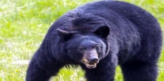 चमोली में भालू का आतंक: घास लेने गई महिला पर किया हमला, AIIMS रेफर Bear terror in Chamoli: Woman attacked while collecting grass