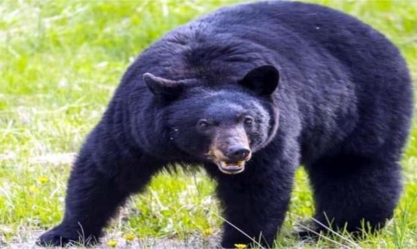 Bear terror in Chamoli: Woman attacked while collecting grass Bear terror in Chamoli: Woman attacked while collecting grass