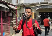 देहरादून में मिला भारत के सबसे खतरनाक चार सांपों में से एक सांप, कहते हैं साइलेंट किलर The name of one of the most dangerous snakes in India is Silent Killer.